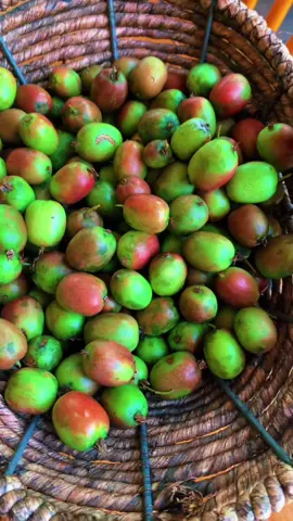 Kiwi picking!!! 🥝😁💚 #kiwi #growyourown #harvest #green #yardtotable #mainelife #mainecheck #tasty #fruit #nature #hardykiwi #bostonaccent