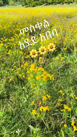 #መስቅል #መስከረም #አደይአበባ