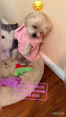 #dogs#of#tiktok#guilty#fyp#viral#