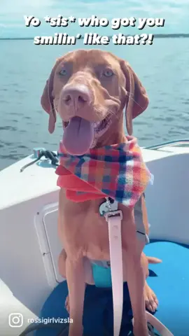 Good Vibes. Cool Breeze. Salty Air. That’s what this Daddy’s girls a-boat 🚤💕Are you team mom or dad!?  #vizslasoftiktok #vizslapuppy #boatdog