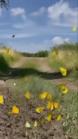 La belleza de estas mariposas amarillas en el Cañón Ojo de Agua de Bustamante. Cr: @dav1dambriz en Ig. #fyp #turismo #unvistazoporelmundo @tiktok