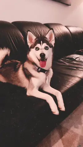 This filter looks the cutest on me…wait till the end 🐶❤️ #roomdecor #fallvibes #foryou #imobsessed #dogsofttiktok #spooky #halloween #fyp