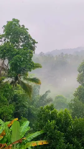 🌿💧😌 #relax#asmr#jungle#rain#bali#baliindonesia#island#islandlife#nature#rainsounds#mist#fog#mountains#view#scenery#travel#explore#adventure#fun#fyp