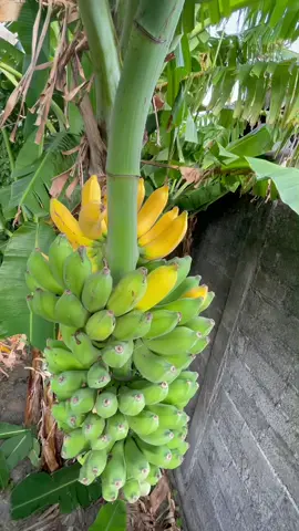 Pisang Raja masak pohon#fly #viralvideo #garden
