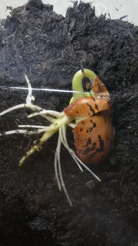 Time lapse footage of a bean germinating. #plants #germination #timelapse