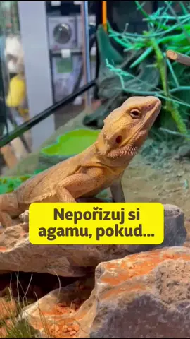 Sleduj nás pro více videí 🦎 #superzoo #agama #zvířata #mazlíčci