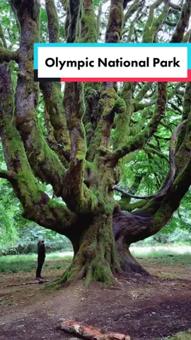 A tree with stories to tell via @Julia Thompson 🌳 How would you feel standing next to this majestic tree?📍Olympic National Park, Washington State