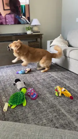 Instant regret in purchasing squeaky toys.
