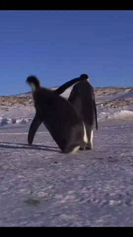 All the penguins are OK! Penguins are known to be clumsy animals #fyp #foryou #foryoupage #penguin #fallingpenguins #ksi #deji #happyfeet #clumsy #ok