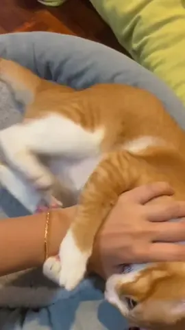 Reply to @running__cat #cat #catsoftiktok #catlover #pet #petlover #foryou #fyp #foryoupage #fypシ #kitten