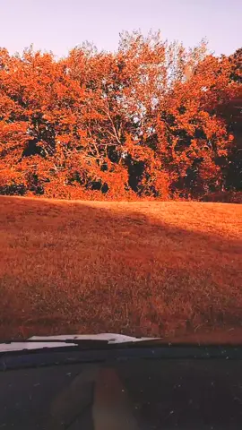 I am sooooo excited for the leafs to change and the beautiful fall weather!!🍂🎃💗#fall #itscoming #leafschangingcolours #trending