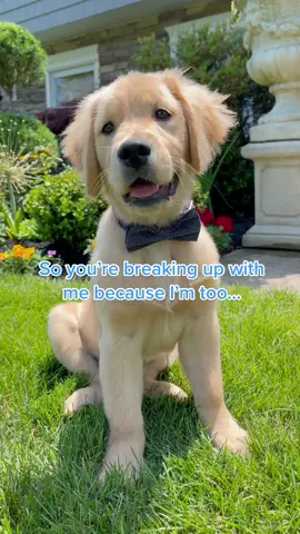 Why walk when you can be carried? #fyp #foryoupage #dogsofttiktok #puppy #puppylove #lazy