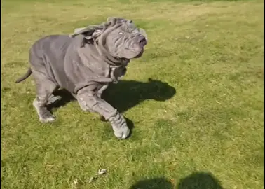 The dog of many Faces 🤪 #fyp #dogsoftiktok  #ceoofwrinkles #viral #mastiff