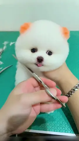 Baby puppy hair cut #puppy #fyp #cute