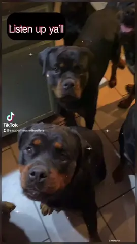 #sapperhausrottweilers #talkingdog #breakfastclub #rottweiler #justforyou #dogcomedy #BillboardNXT #differentbreed #waitforit #rottweilersoftiktok #oh