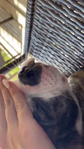 In between “I don’t care” and “how dare you”  #petsforyou #fyp #PetsOfTikTok