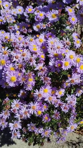 No Sound! Just flowers and bees! #Love