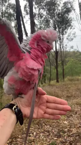 Happy rain dance 💙 #galah #cockatoo #raindance #parrotsoftiktok #aussiebirds