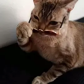 @tiktok