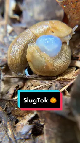 SlugTok gets sexy for Spooky season. #slugtok #slugs #slug #naturelover #slugging #slugfest #slugsquad #slugsex #spooky #spookyszn