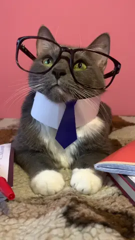 Когда у тебя есть оправдание на всё 😺 Котики в видео: @benderchonkycat и мой #тиктокпэт