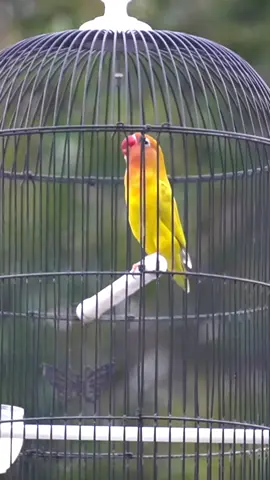 kalian team fighter atau tim konslet ? #murai #kicaumania #muraibatu #burung #lovebird #lovebirds #lovebirdkonslet #universitasburung