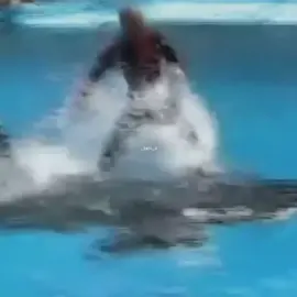 Now they are not even fun #animals #orcawhale #whale #tiktok #parati