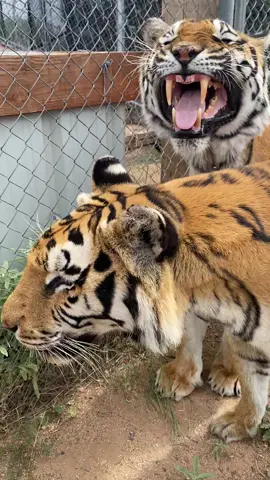 Entering spooky season with the tigers #tigers #smile #123PandoraME #TakeTheDayOffChallenge