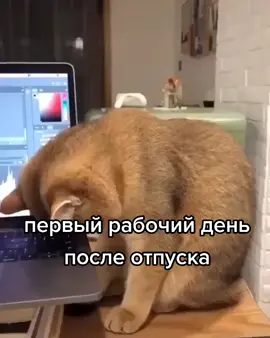 #первыйрабочийдень #отпускзакончился #первыйденьпослеотпуска