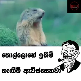 කොල්ලෝනේ ඉතිම්😂😂😂 #vide #fun #jokes #sinh #vireal_video #novamusic #video #fypシ #new #viral #G_T_B #meme #joke #sl #funny #srila