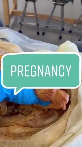 Pregnancy never ceases to amaze me. #TodayILearned #Pregnancy #Amazing #ScienceClass