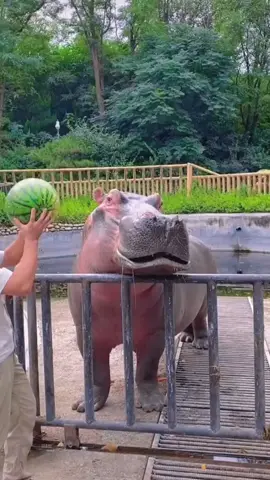 Hippo eating watermelon #hippo #hippopotamus #fyp #viral