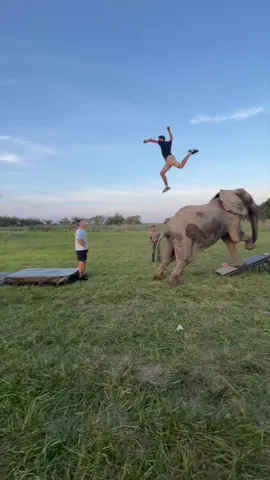 I got attacked by a flying elephant boy today 🐘 @rene_casselly #animals