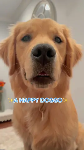 The results are always a happy doggo! As you guys know…😂 #fyp #forypupage #dogsofttiktok
