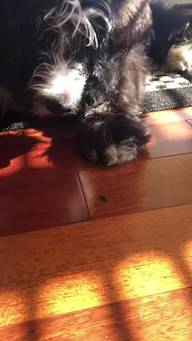 #lovemyfollowers #puppy #Flashback #SoFiMoneyMoves #123PandoraME #thehappychickcoop #atlas #ant #dog #fyp #viral