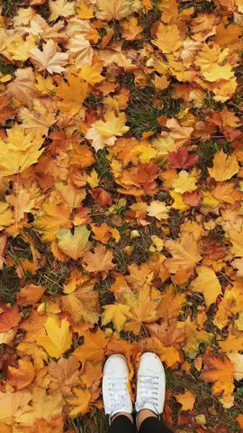 Yenə payizin ətri duyulur havada…🍁 #врекомендации #payiz #keşfet #врекомендациипопадем #tiktokrussia #осень #yagişyagir #лайк #trend #листья