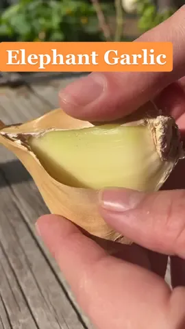 Did you know elephant garlic isn’t actually garlic? 🤯 #garlic #PlantTok #gardentok #plantstuff #asmr
