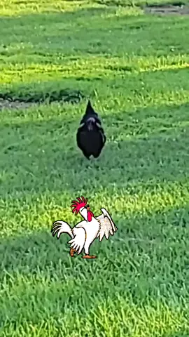#hobbyfarm #farmlife #lovemyanimals #crazychickenlady
