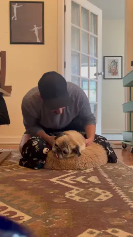 we…are not worthy #pug #adoptdontshop #nobones #noodletok