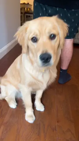 The STRUGGLE is REAL! #fyp #foryoupage #goldenretriever #dogsofttiktok #dog #puppy