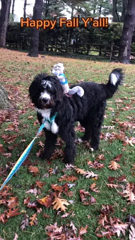 #tbt #SoundcoreGoForGold #fall #puppy #puppiesoftiktok #squirrel #fyp #halloween #floof