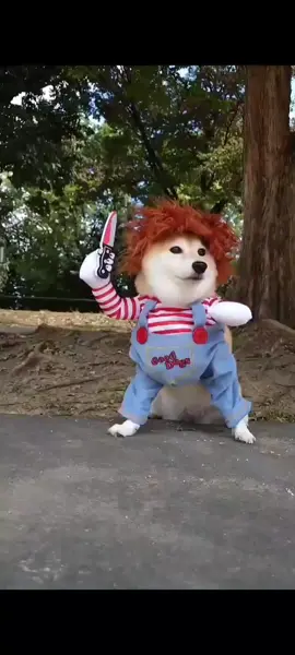 Get your pup ready for halloween with our hilarious dog costumes Indigopetco.com #halloweenpup #fyp #dogcostume #halloween #costumes #viral #foryou