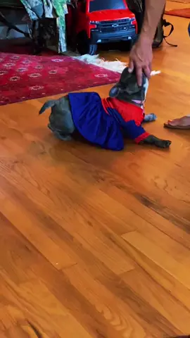Spider girl woman😂😂Sophie is the best dog and she absolutely loves to dress up!