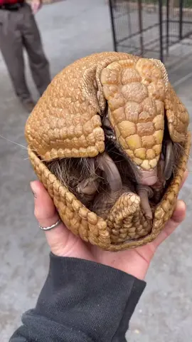 Arlo the armadillo. #arlo #armadillo #threebandedarmadillo #animal #jungleexperiencezoo #jungleexperience #zoo #run