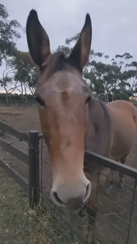 Long long man #muletok #muleface #mulesandhorses #horseormule