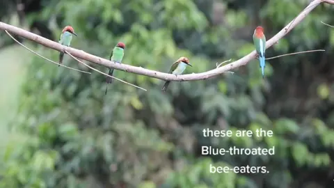 do you know bee-eaters?  #bee-eaters #philippines #philipinebirds #birdsoftiktok #fy #for #you #foryou #foryoupage