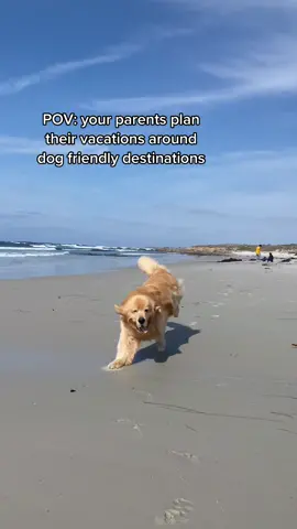 When your anniversary coincides with your dog’s birthday #lucky #dog #roadtrip #beach #goldenretriever