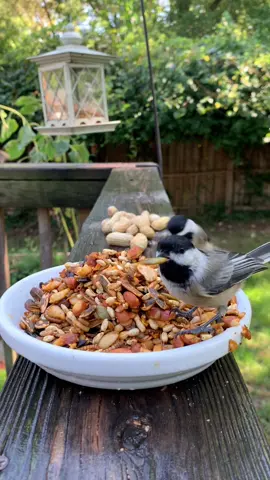 Thanks to whoever saw my first ever LIVE. Sorry I couldn’t interact or see comments. Feel free to share them now if you want. ❤️🐦#birdwatchingworld