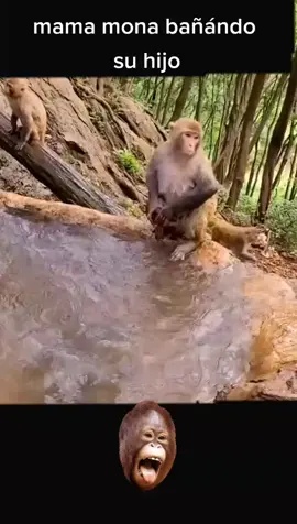 #monointeligente