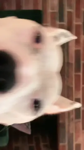 @dojacat #dojacat